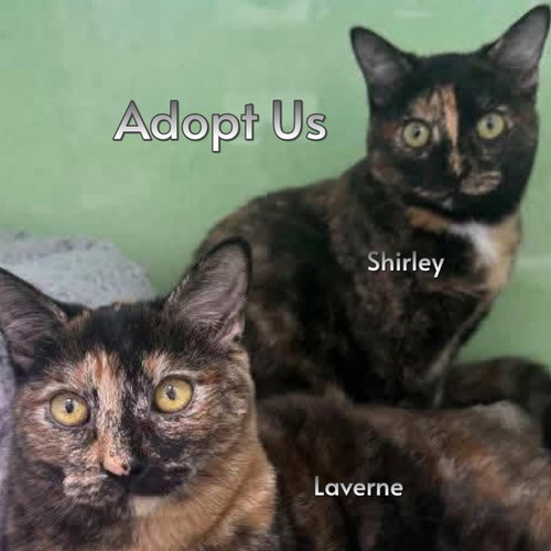 Laverne & Shirley, an adoptable Tortoiseshell in Hermosa Beach, CA