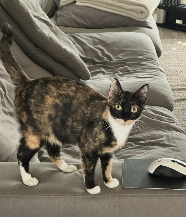 Olive