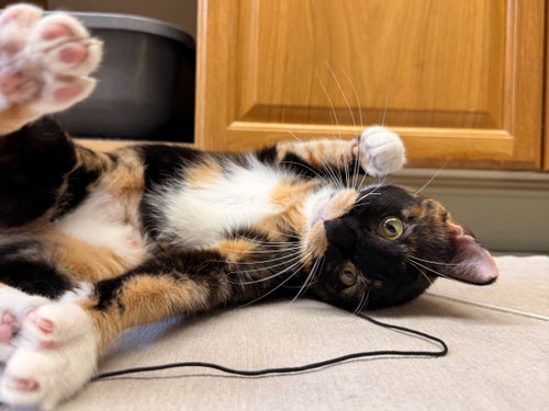 Olive photo 3
