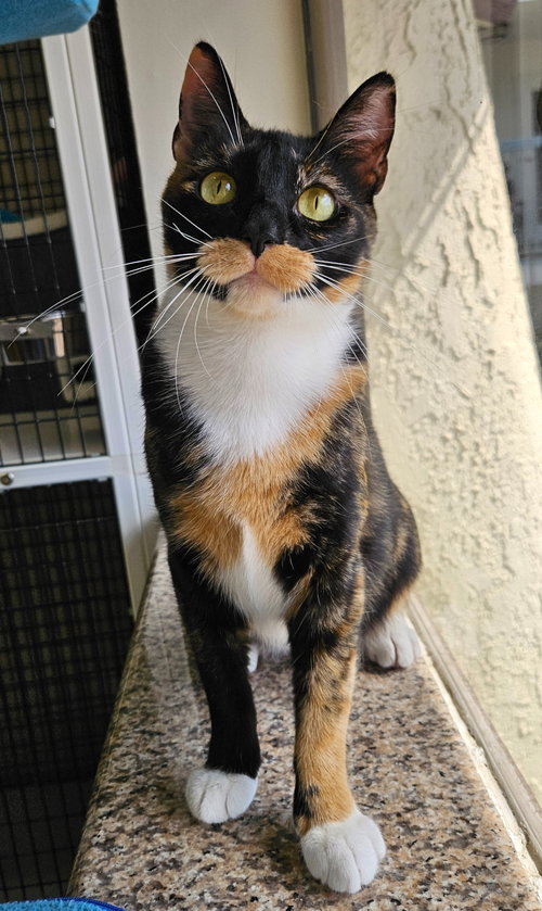 Olive photo 4