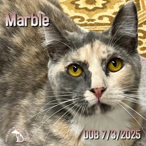 Marble & Oscar photo 2