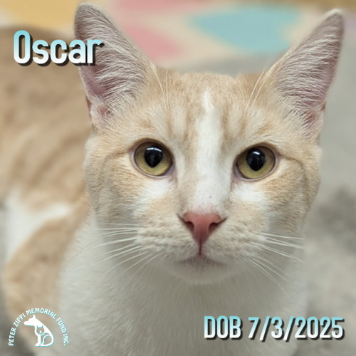 Marble & Oscar photo 3
