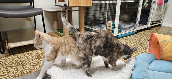 Marble & Oscar