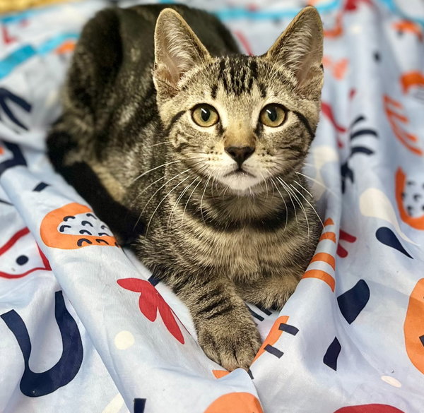 Kona