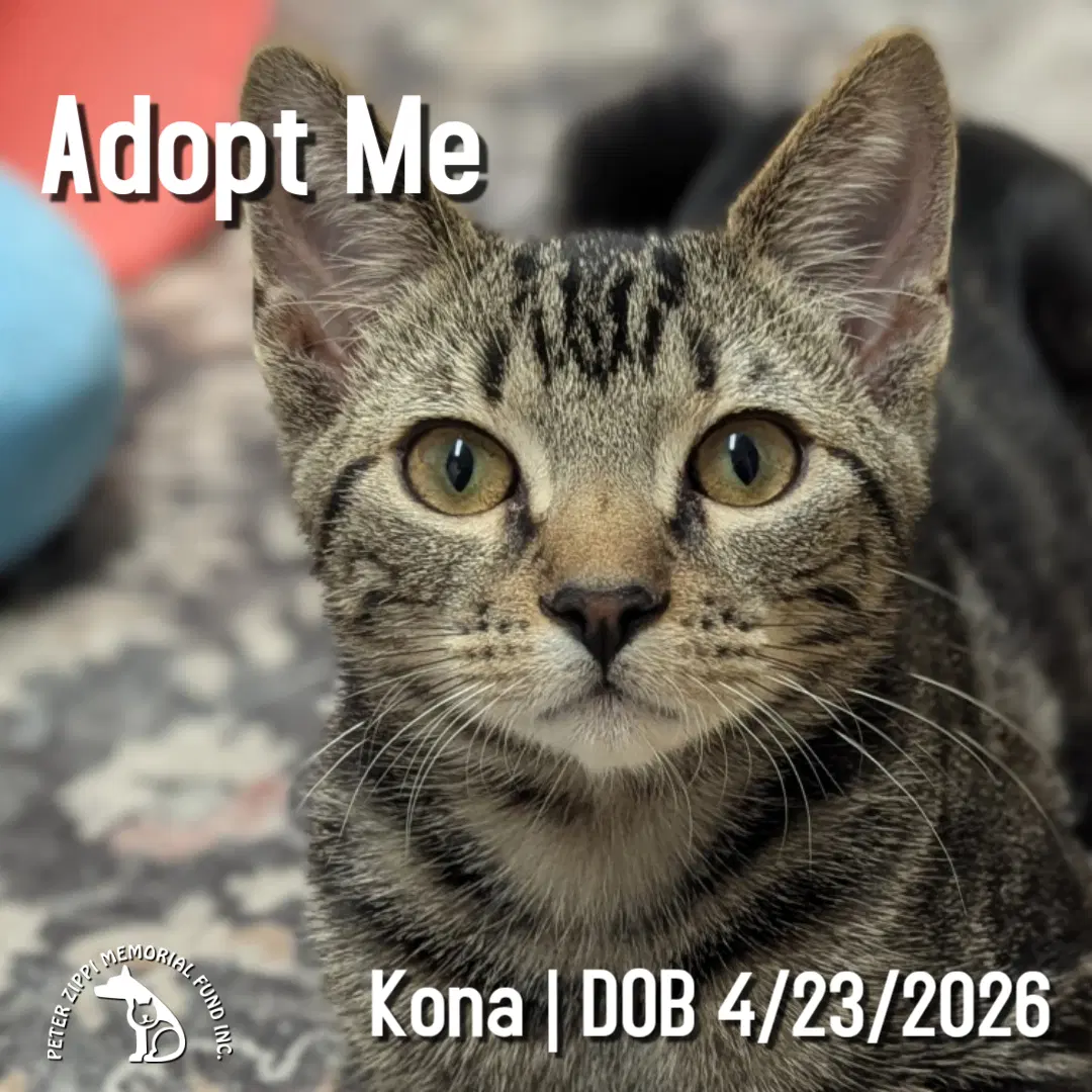 Kona - Tabby