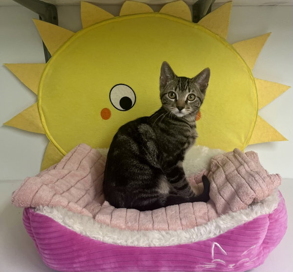 Kona