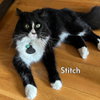 Stitch (Courtesy Posting)