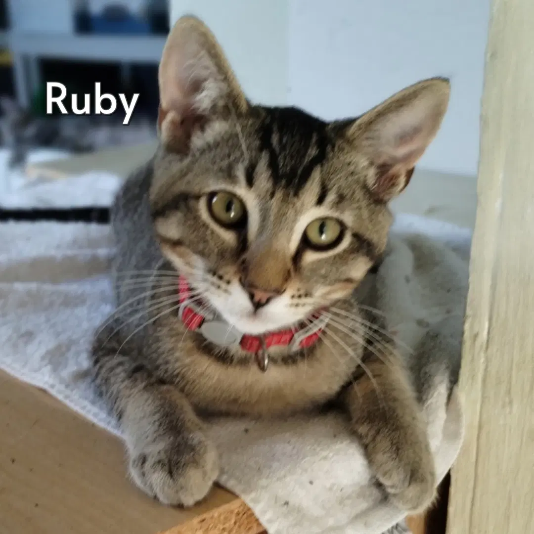 Ruby Courtesy Posting - Tabby