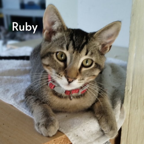 picture of the cat needing adoption