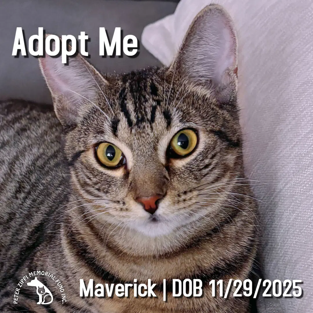 Maverick - Tabby