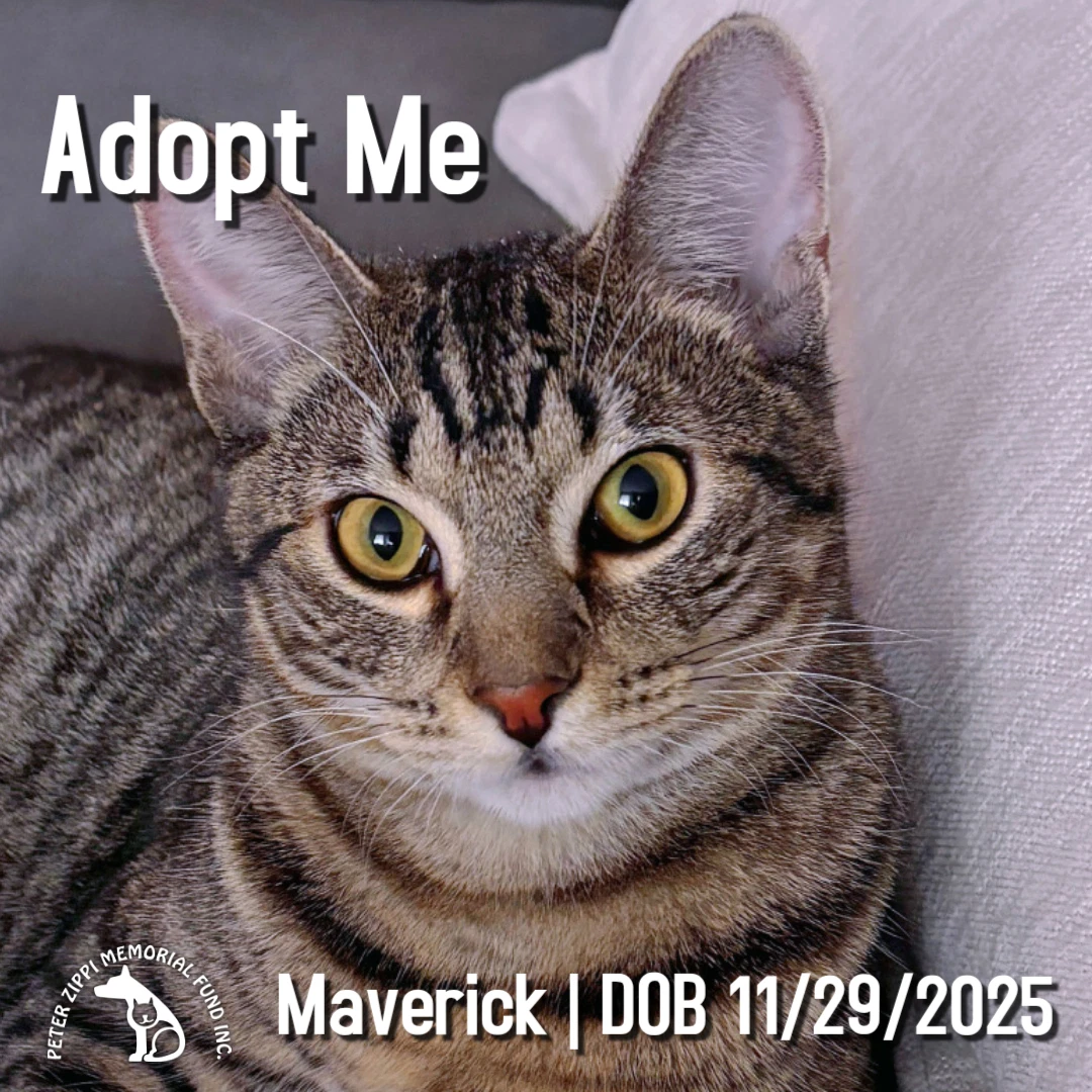 Maverick