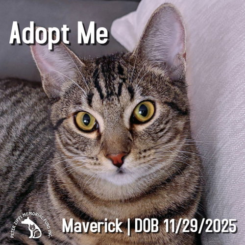 Maverick, a cat for adoption from Peter Zippi Fund For Animals