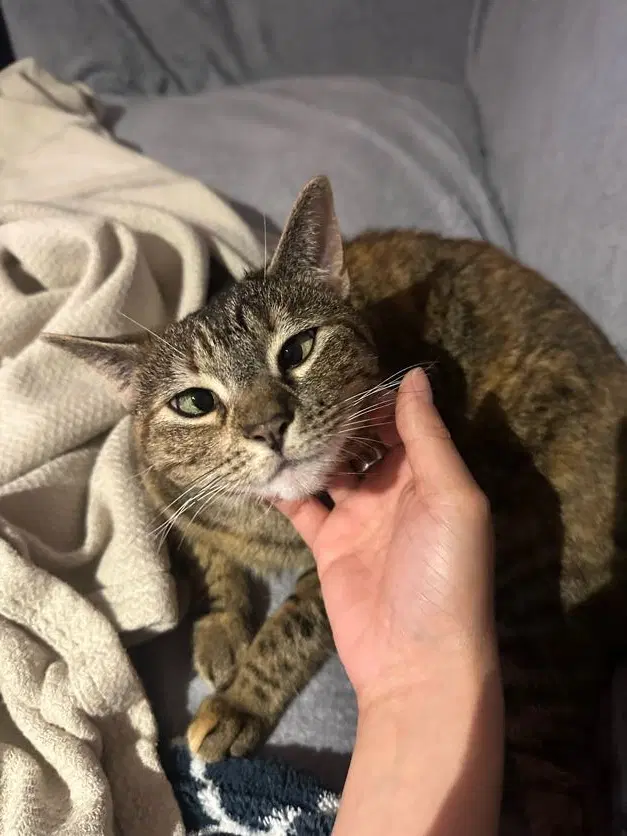 Maisie image 3