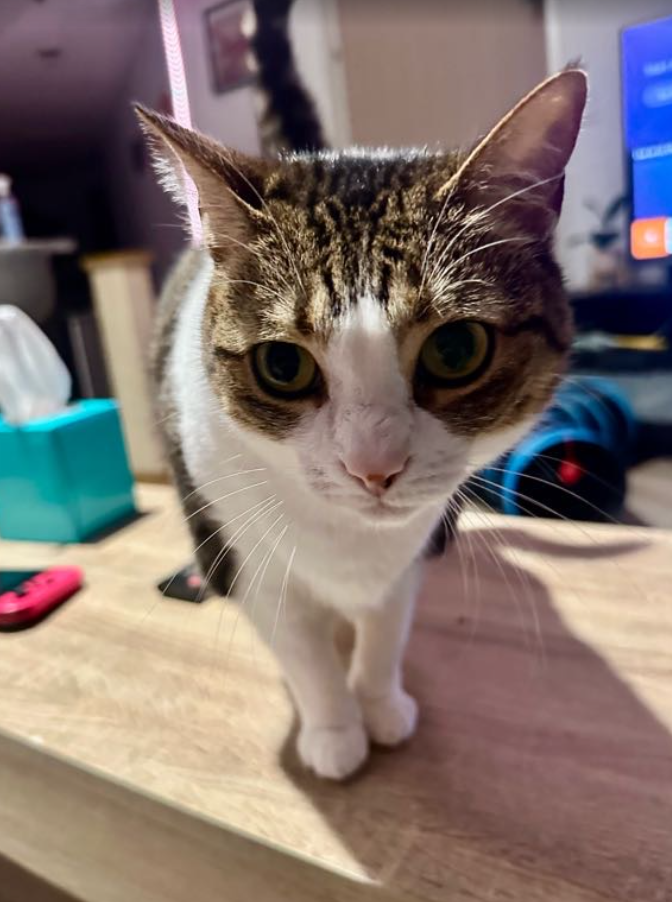Tabitha, photo 3