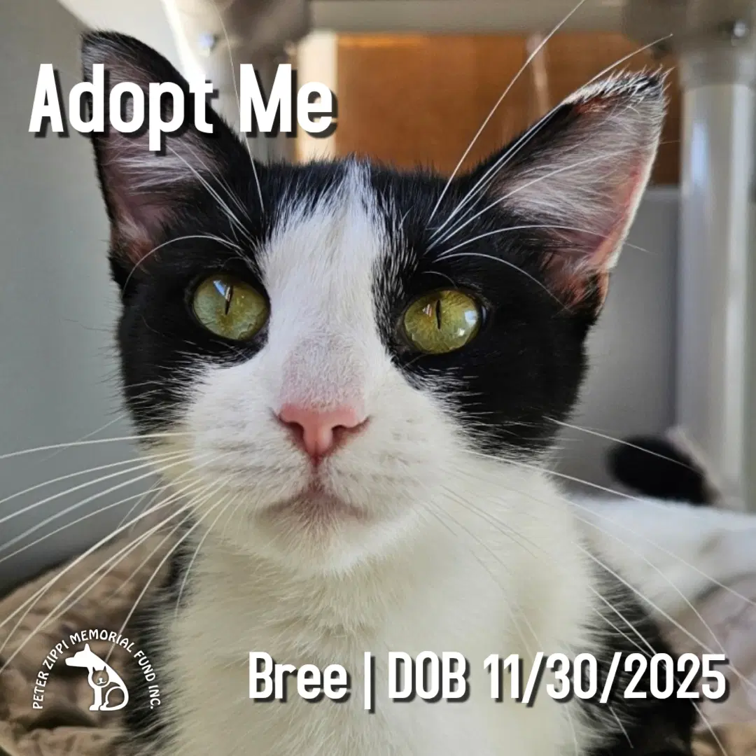 Bree - Domestic Short Hair