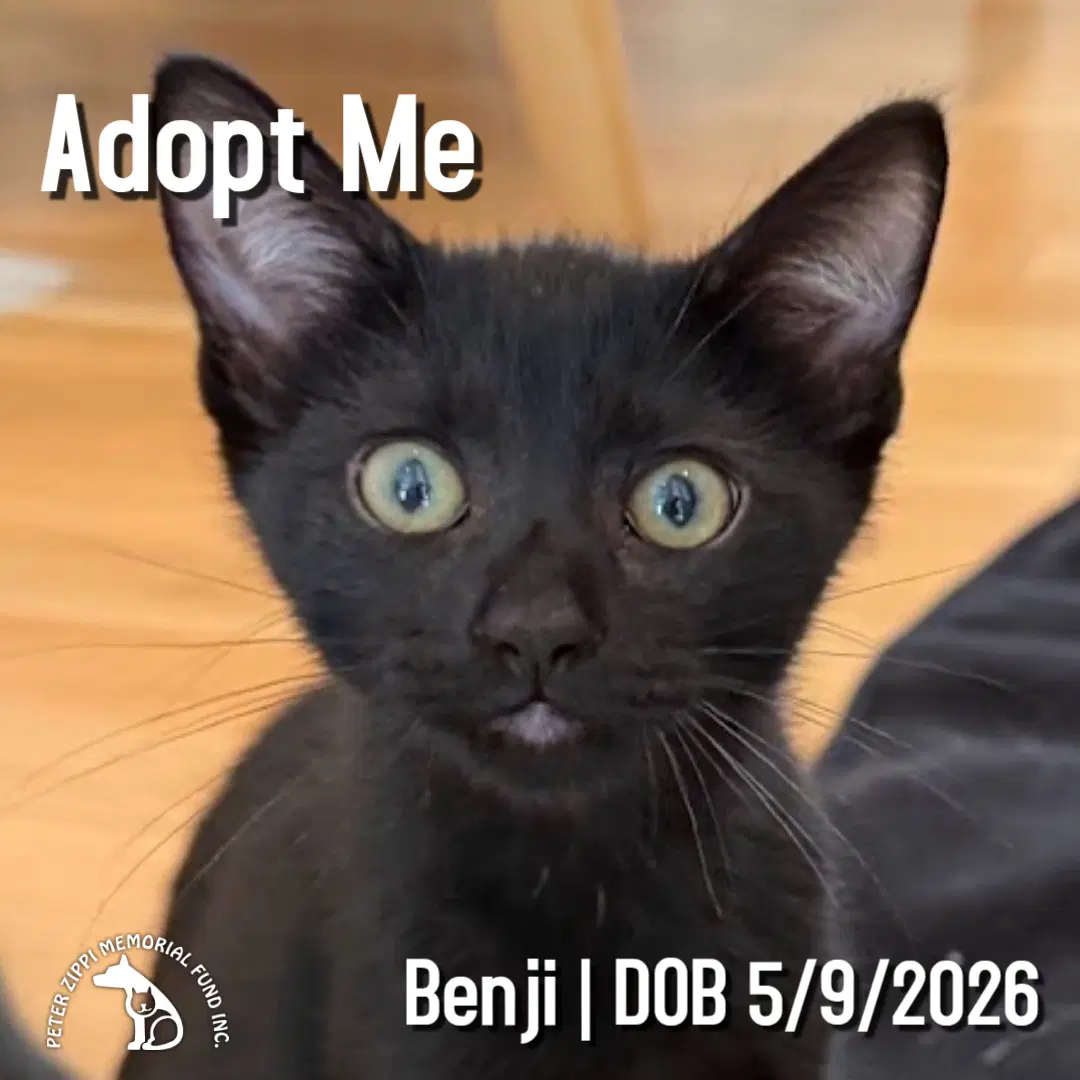 Benji image 1