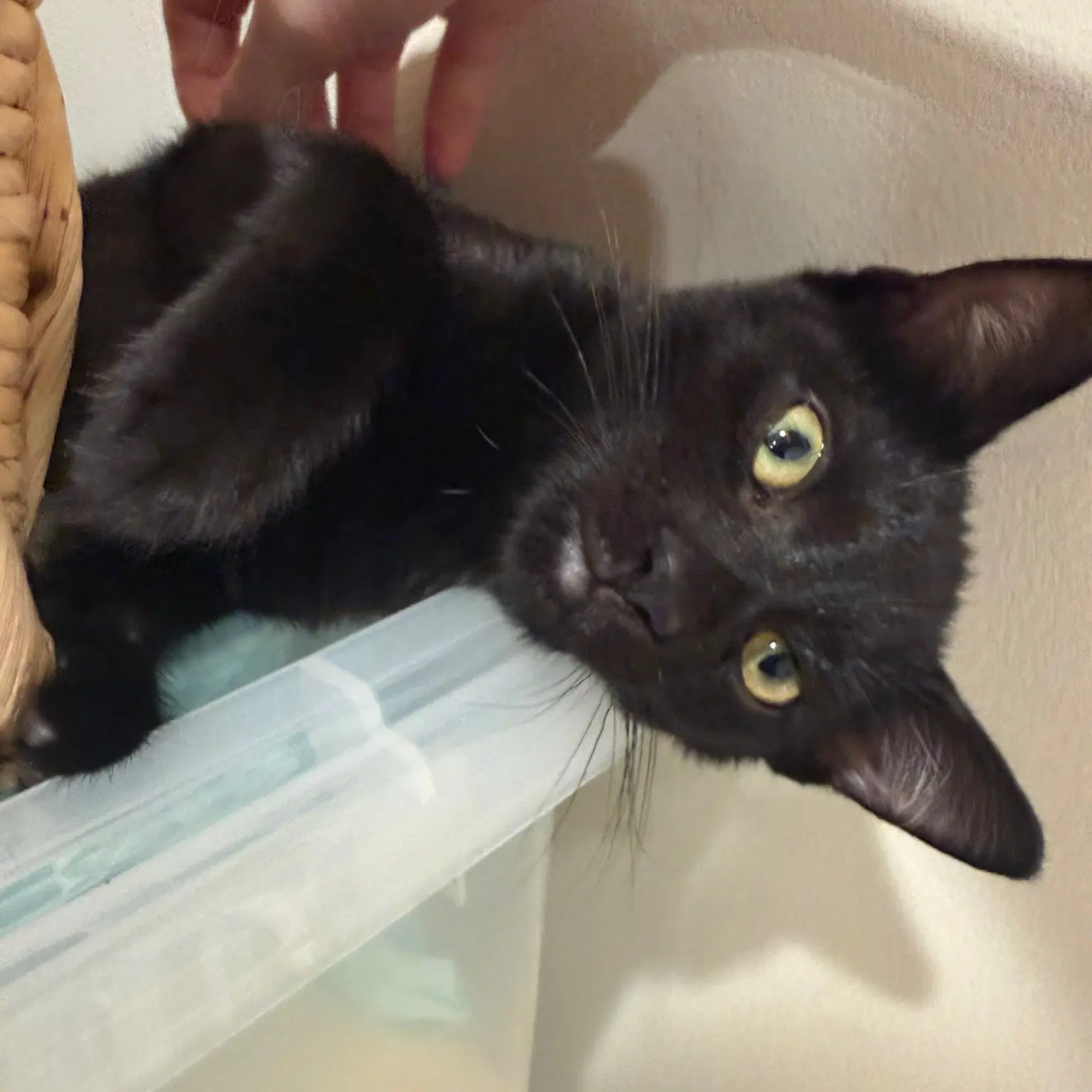 Benji image 2