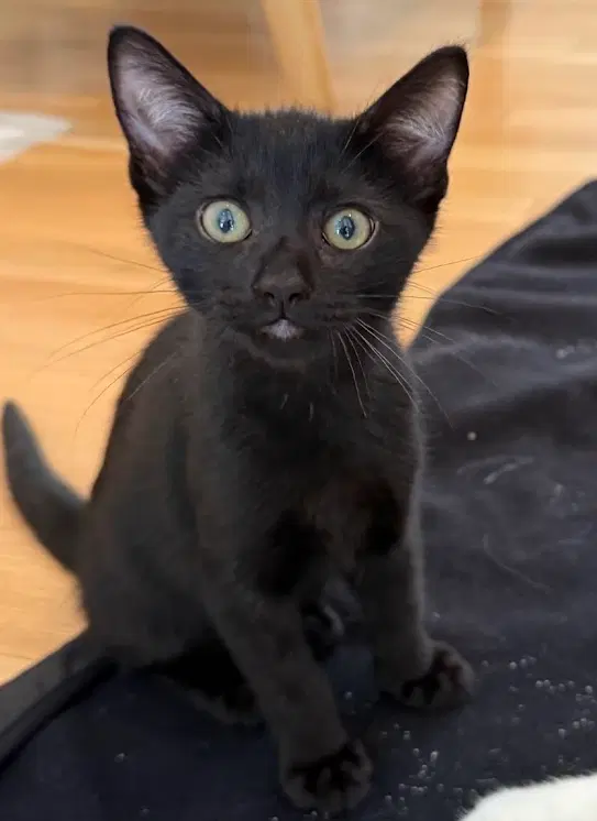 Benji image 3