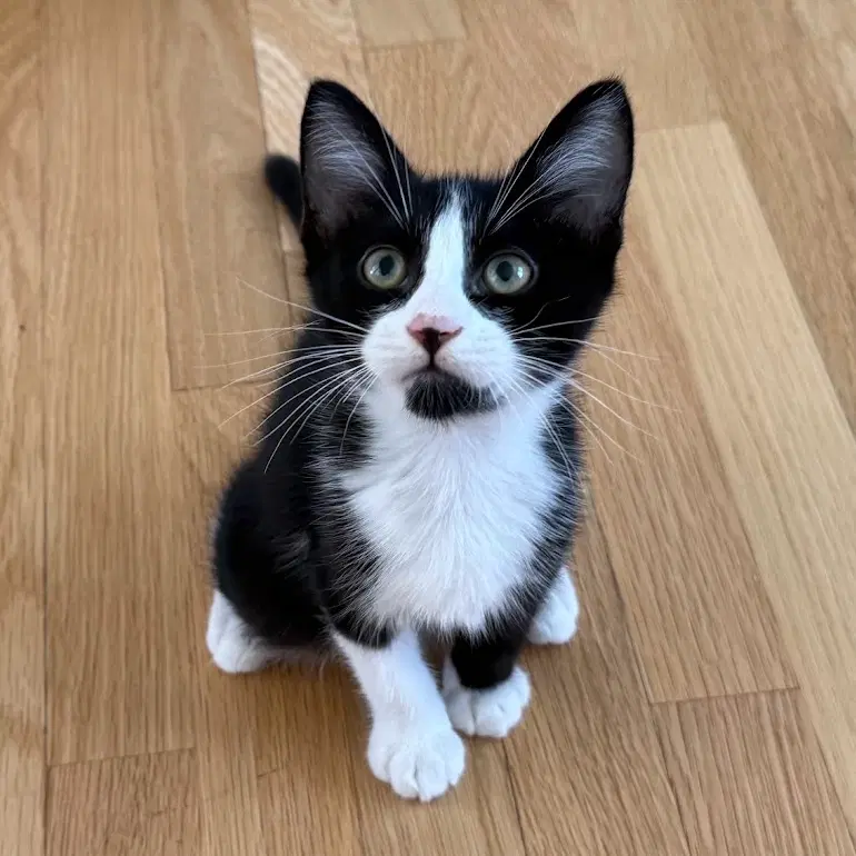 Charlie image 2