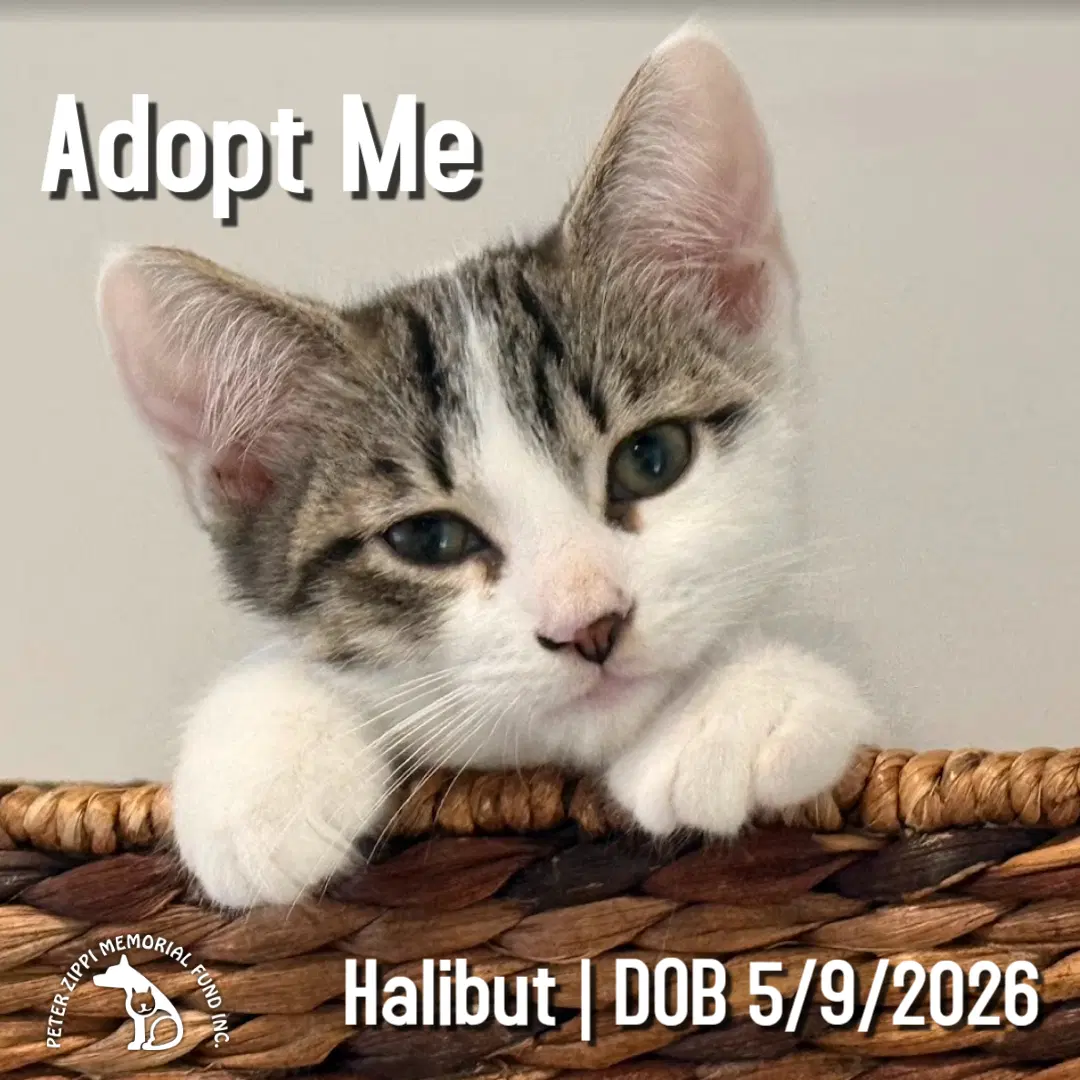 Halibut - Domestic Short Hair