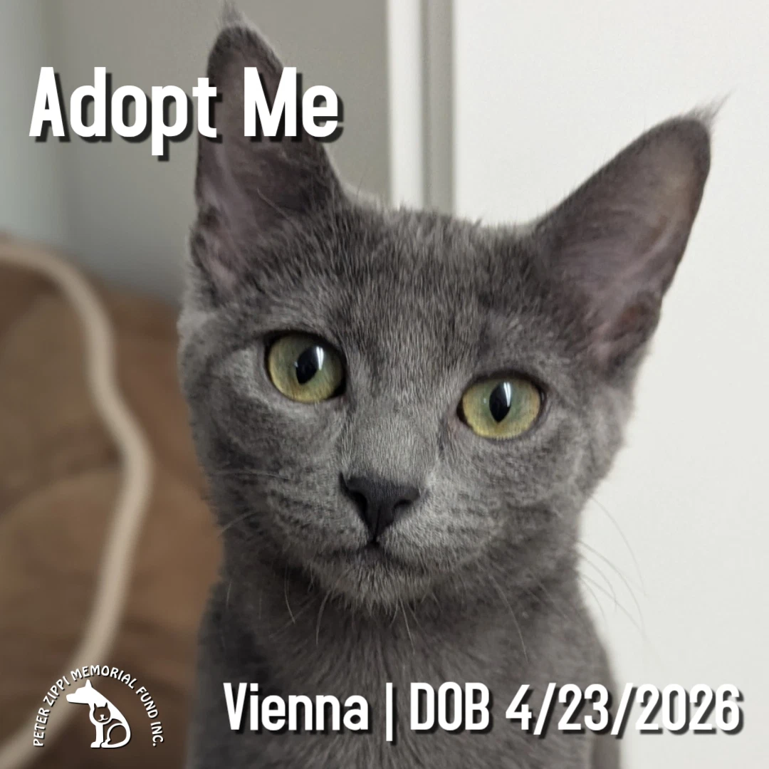 Vienna