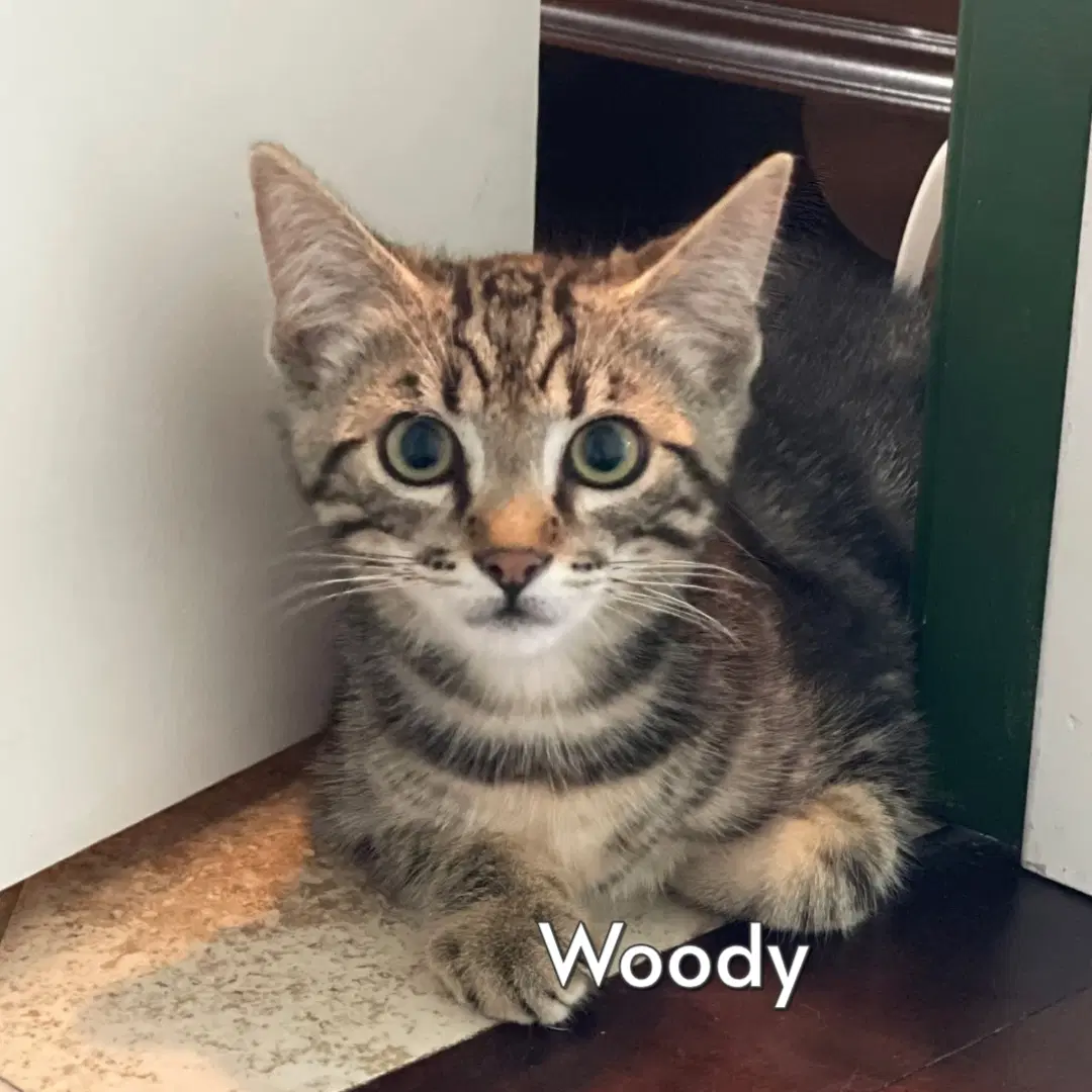 Woody Courtesy Posting - Tabby