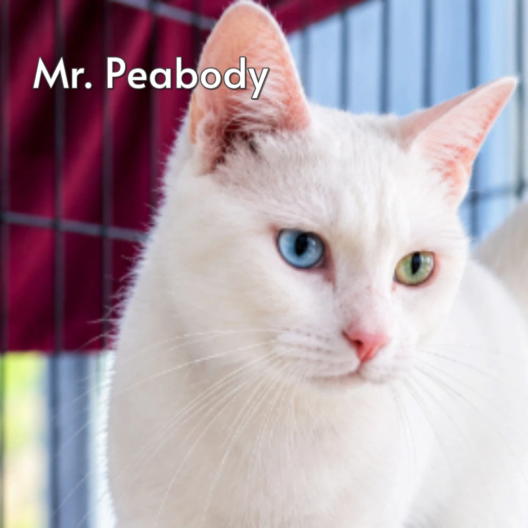 Mr Peabody Courtesy Posting