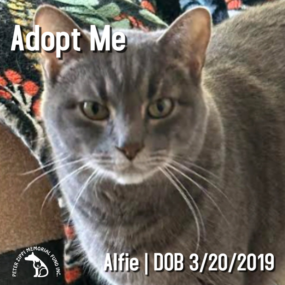 Alfie, Tabby