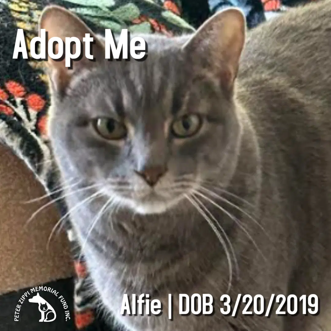 Alfie - Tabby