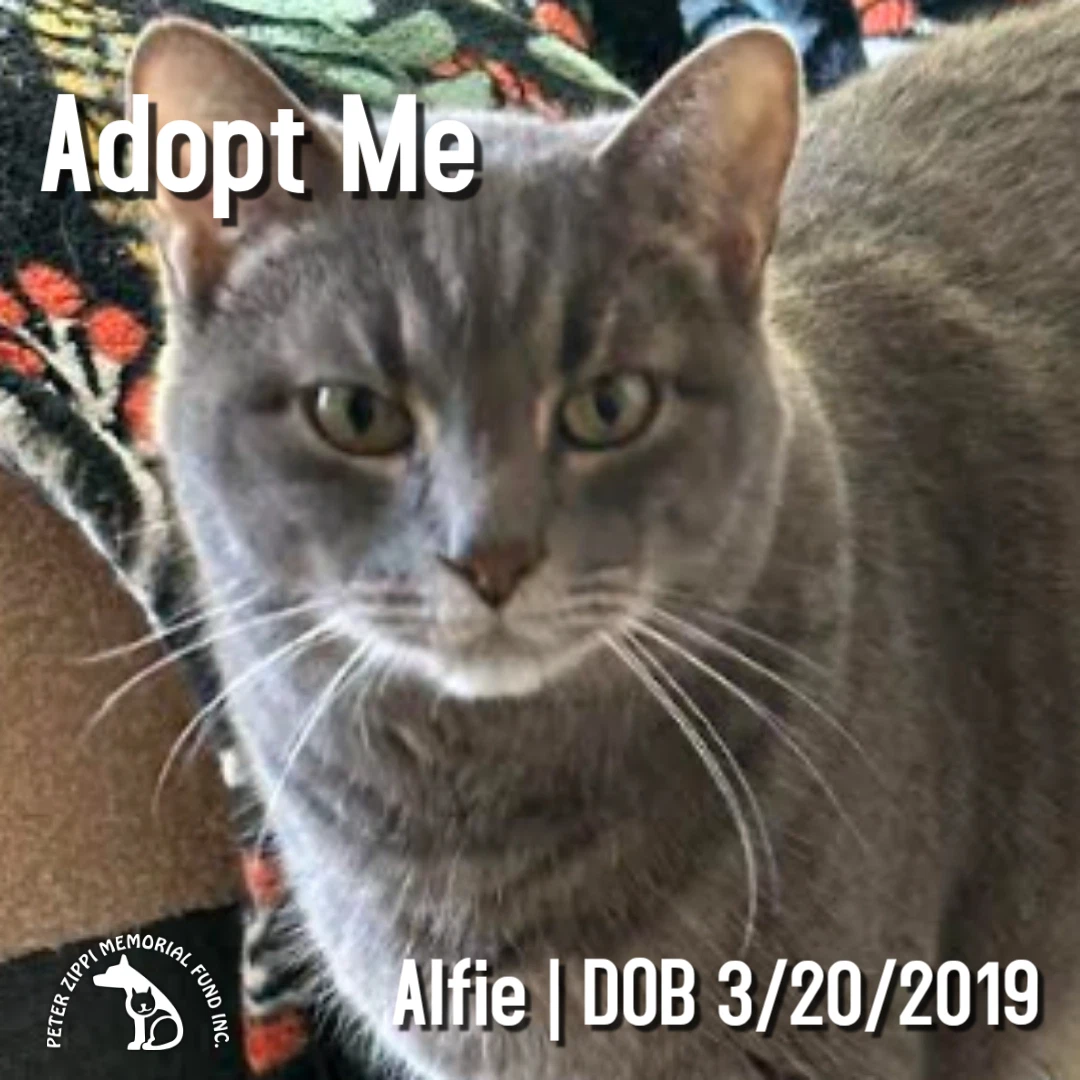 Alfie