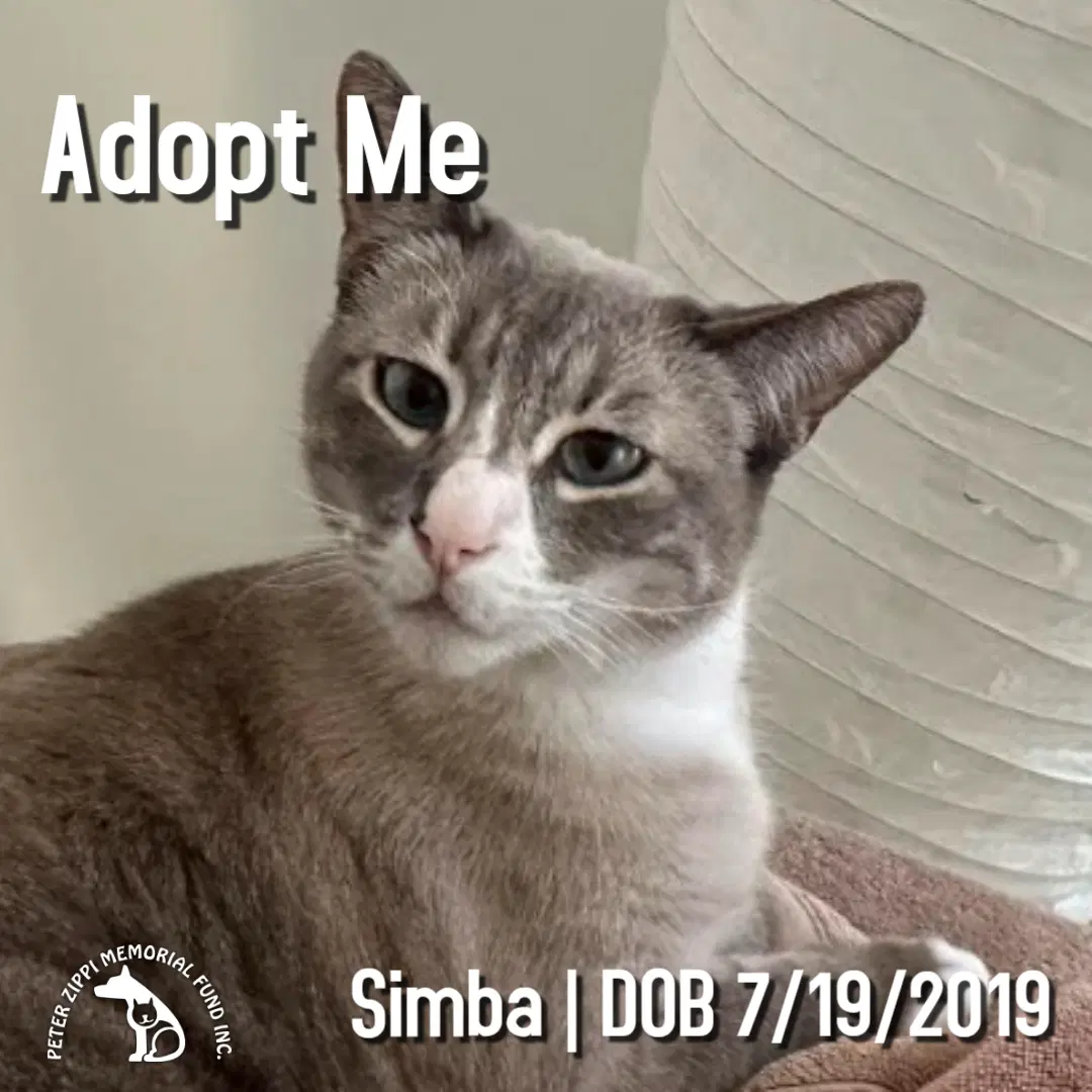 Simba - Snowshoe