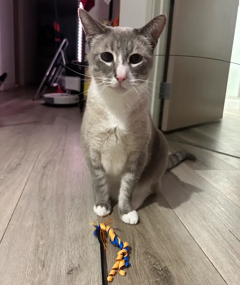 Simba image 2