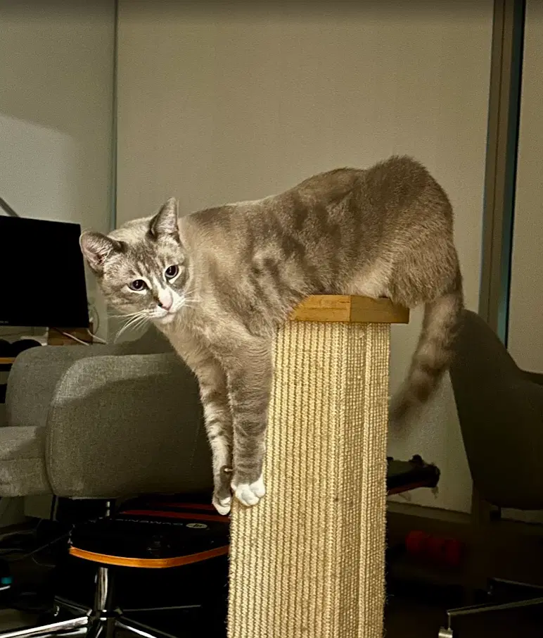 Simba image 3