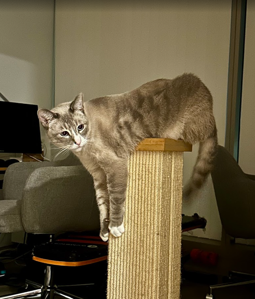 Photo 3 of Simba