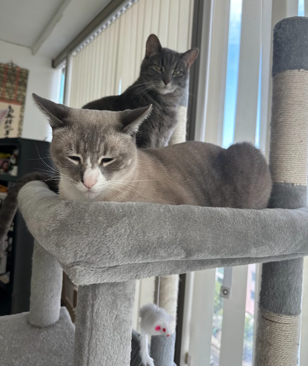Simba