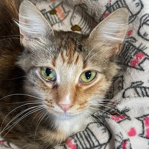 Glenda (Courtesy Posting), a cat for adoption from Peter Zippi Fund For Animals