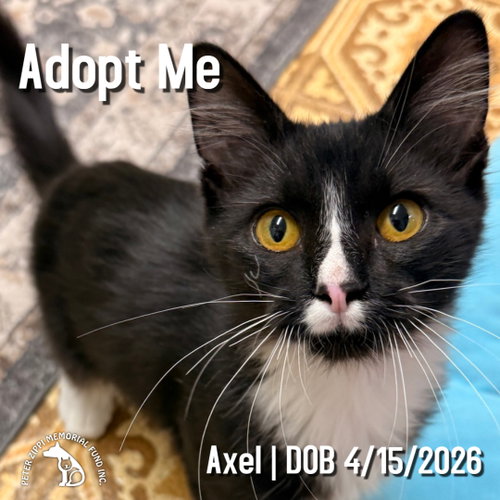 Axel, a cat for adoption from Peter Zippi Fund For Animals