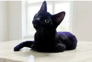Midnight Courtesy Posting - Domestic Short Hair