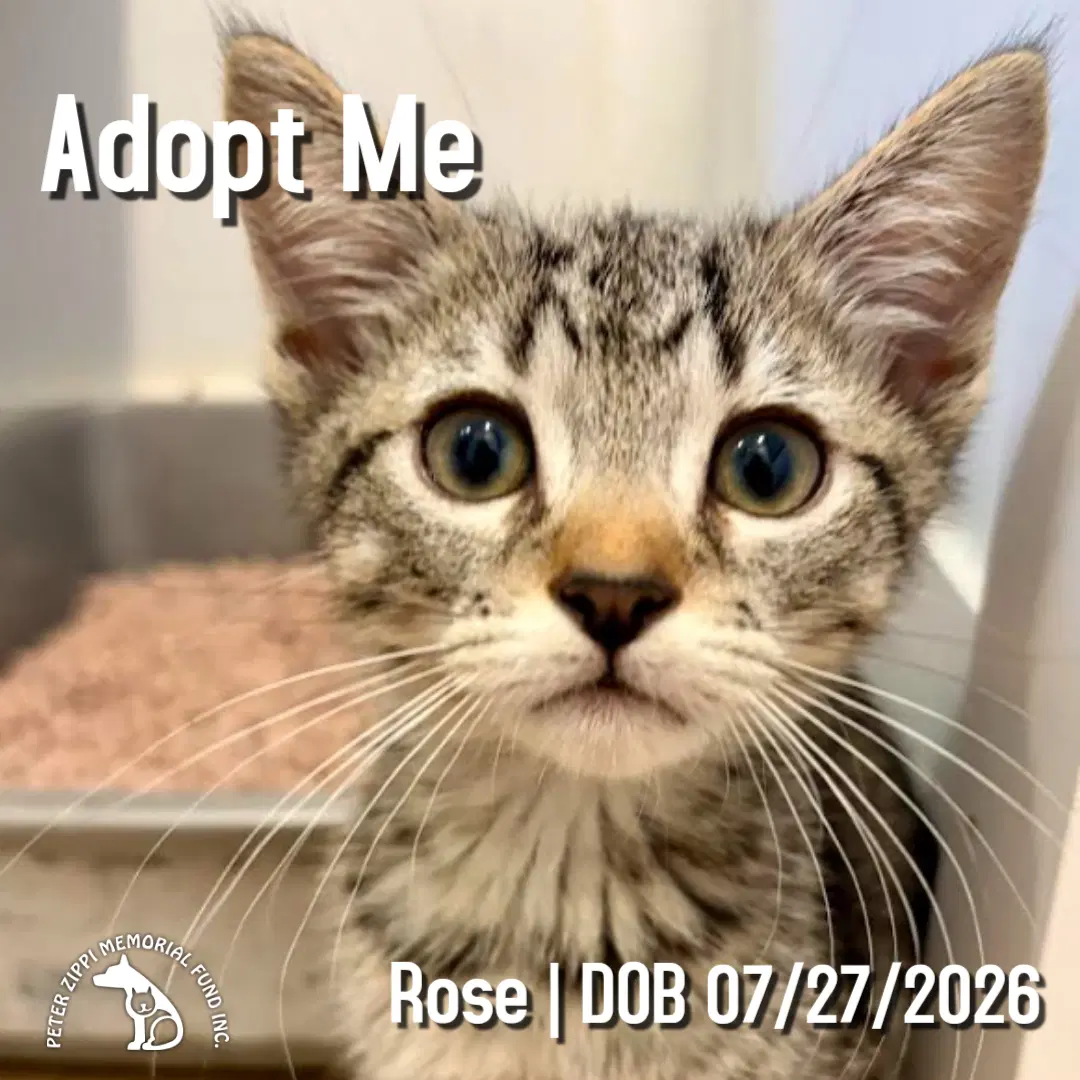Rose - Tabby