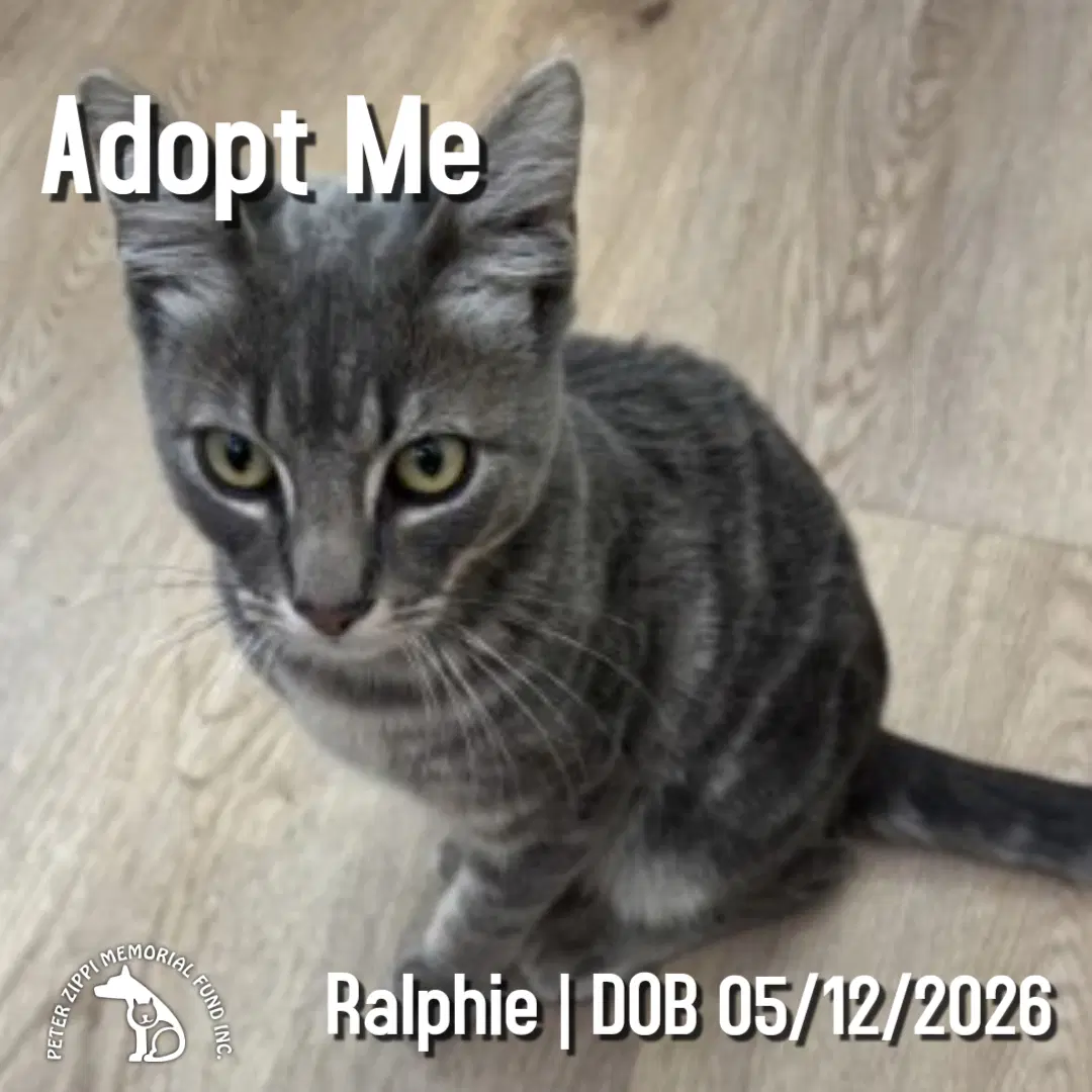 Ralphie - Tabby