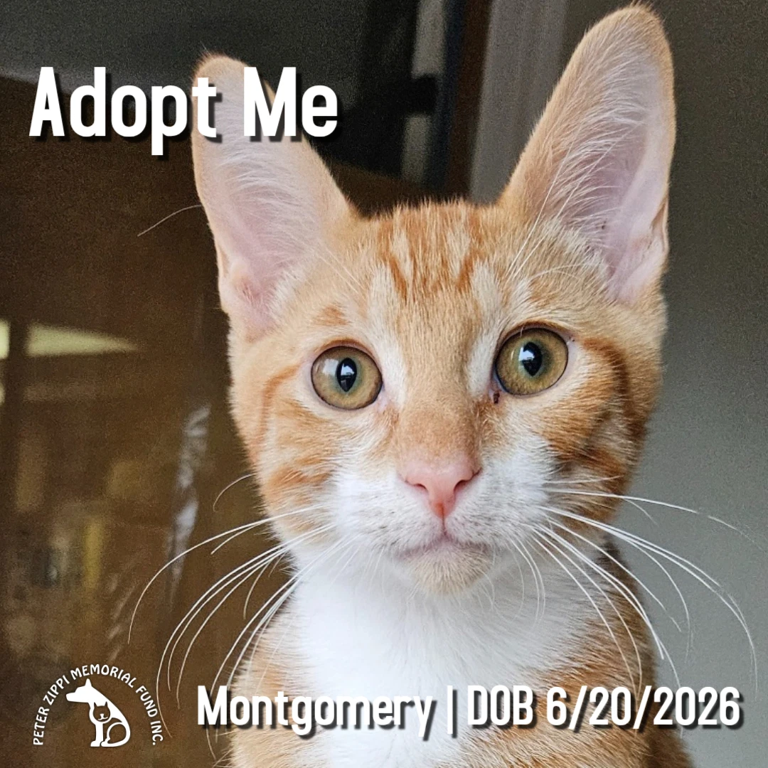 Montgomery