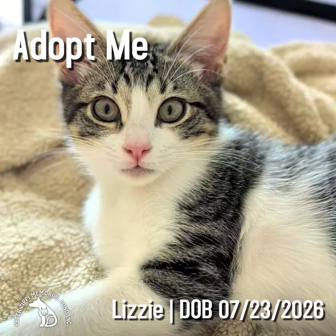 Lizzie - Domestic Short Hair