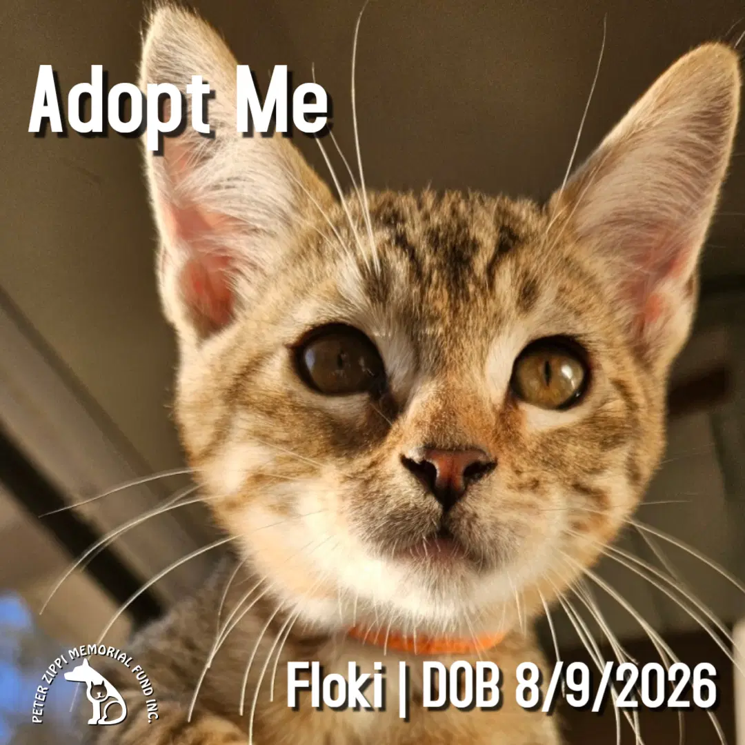 Floki - Tabby