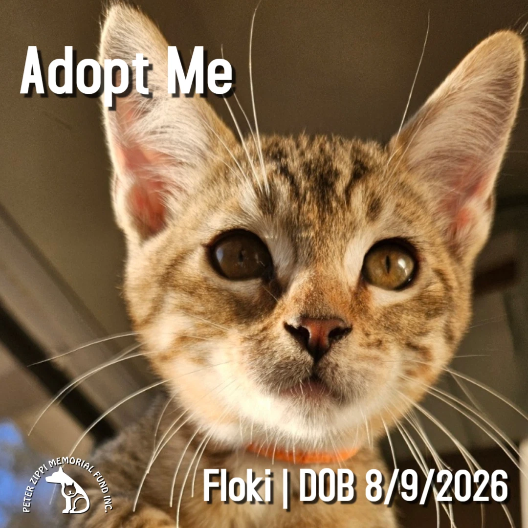 Floki