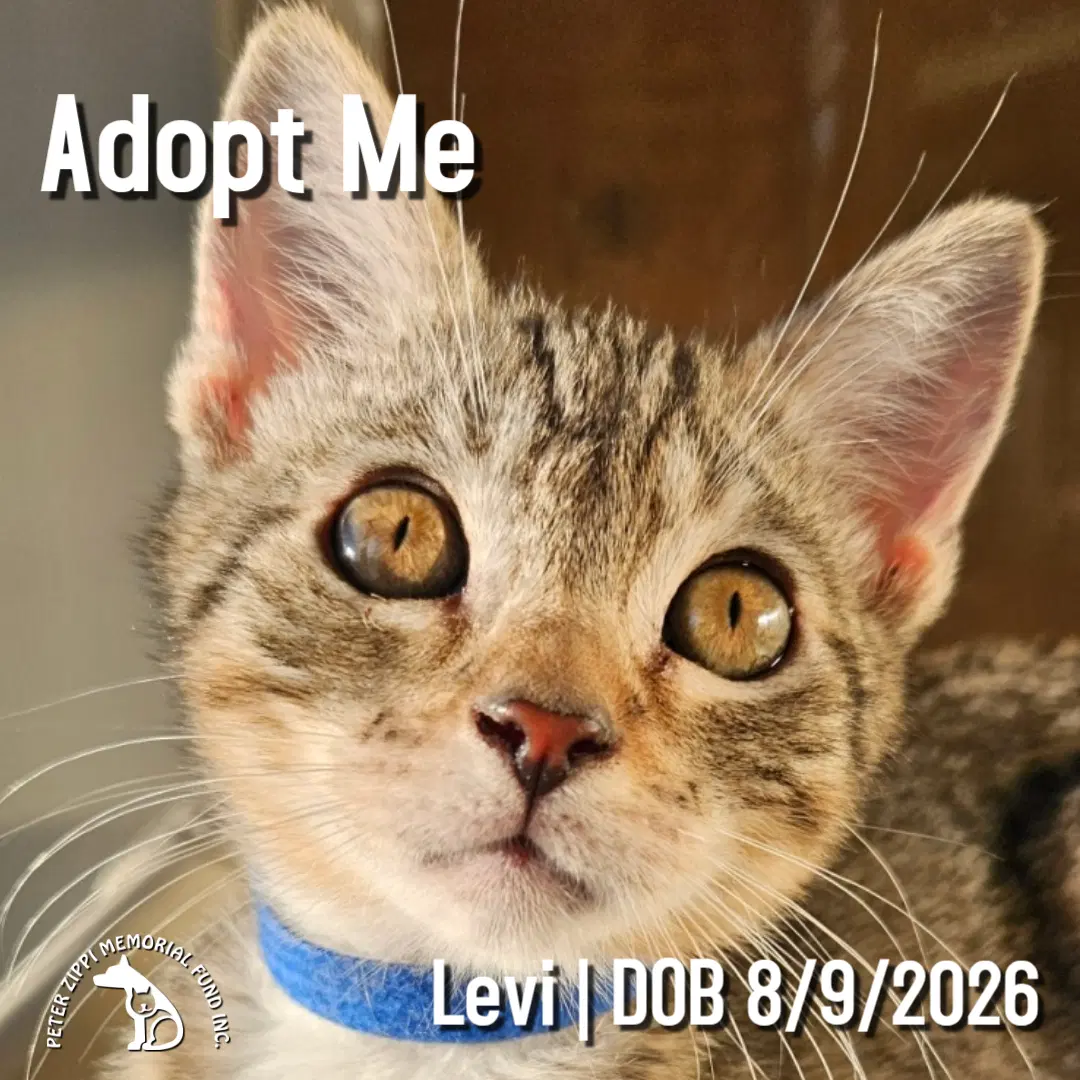 Levi image 1