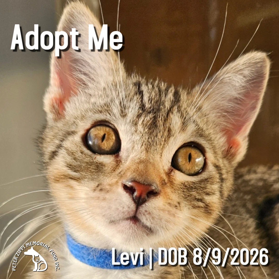 Levi