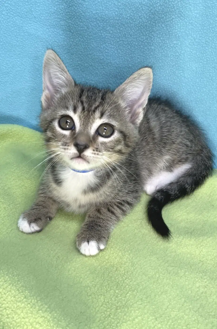 Milo image 3