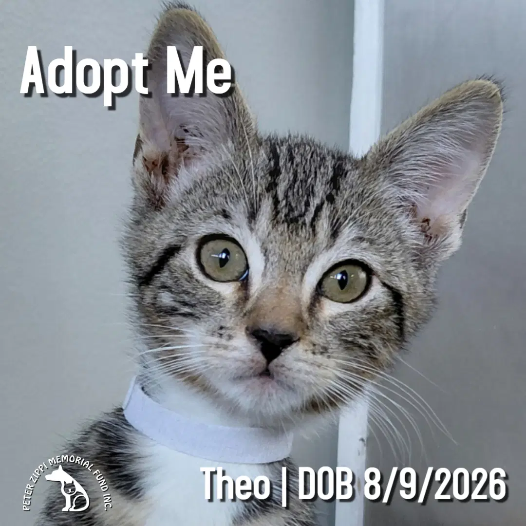 Theo - Tabby