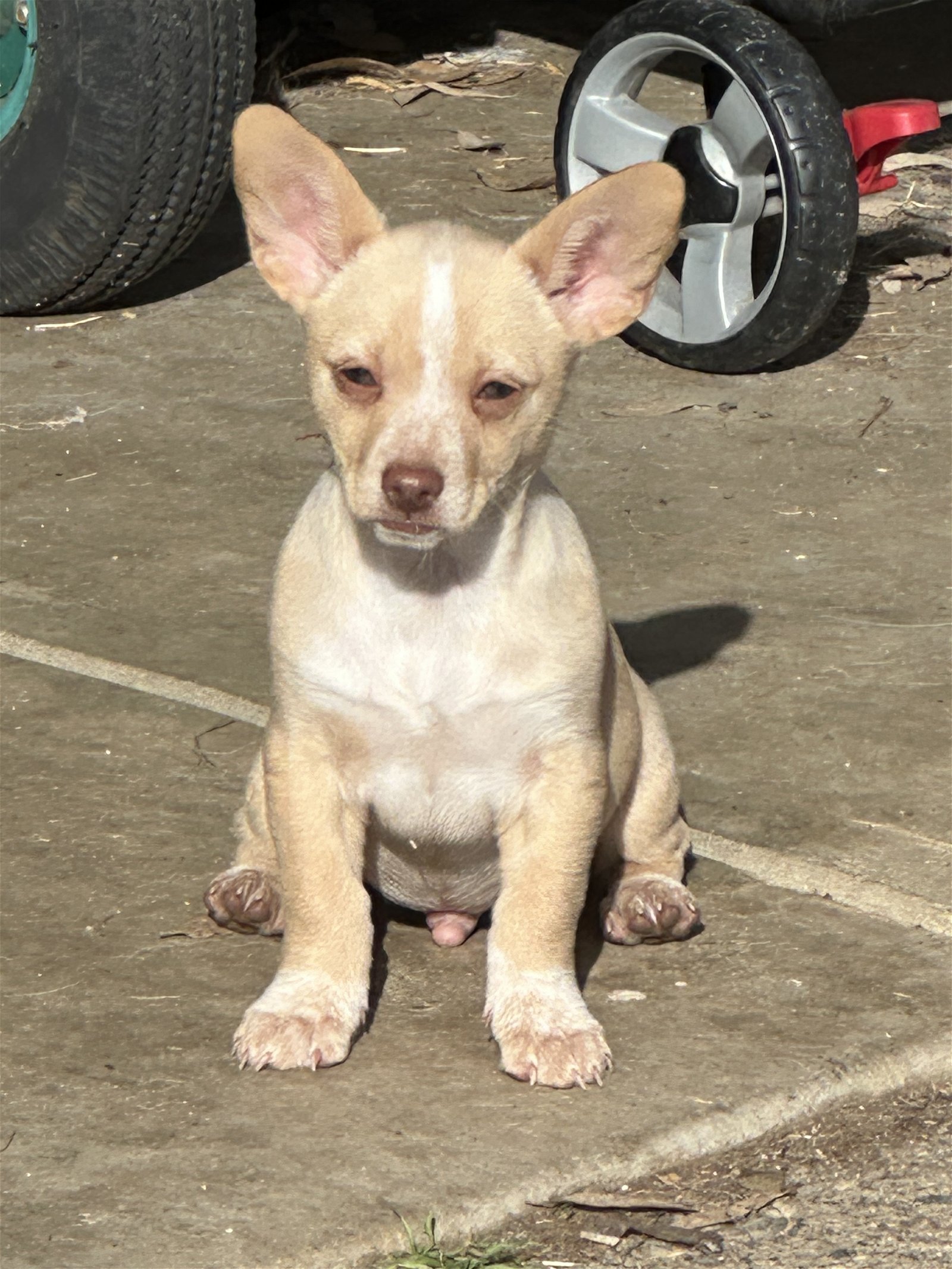 adoptable Dog in San Jose, CA named Tater