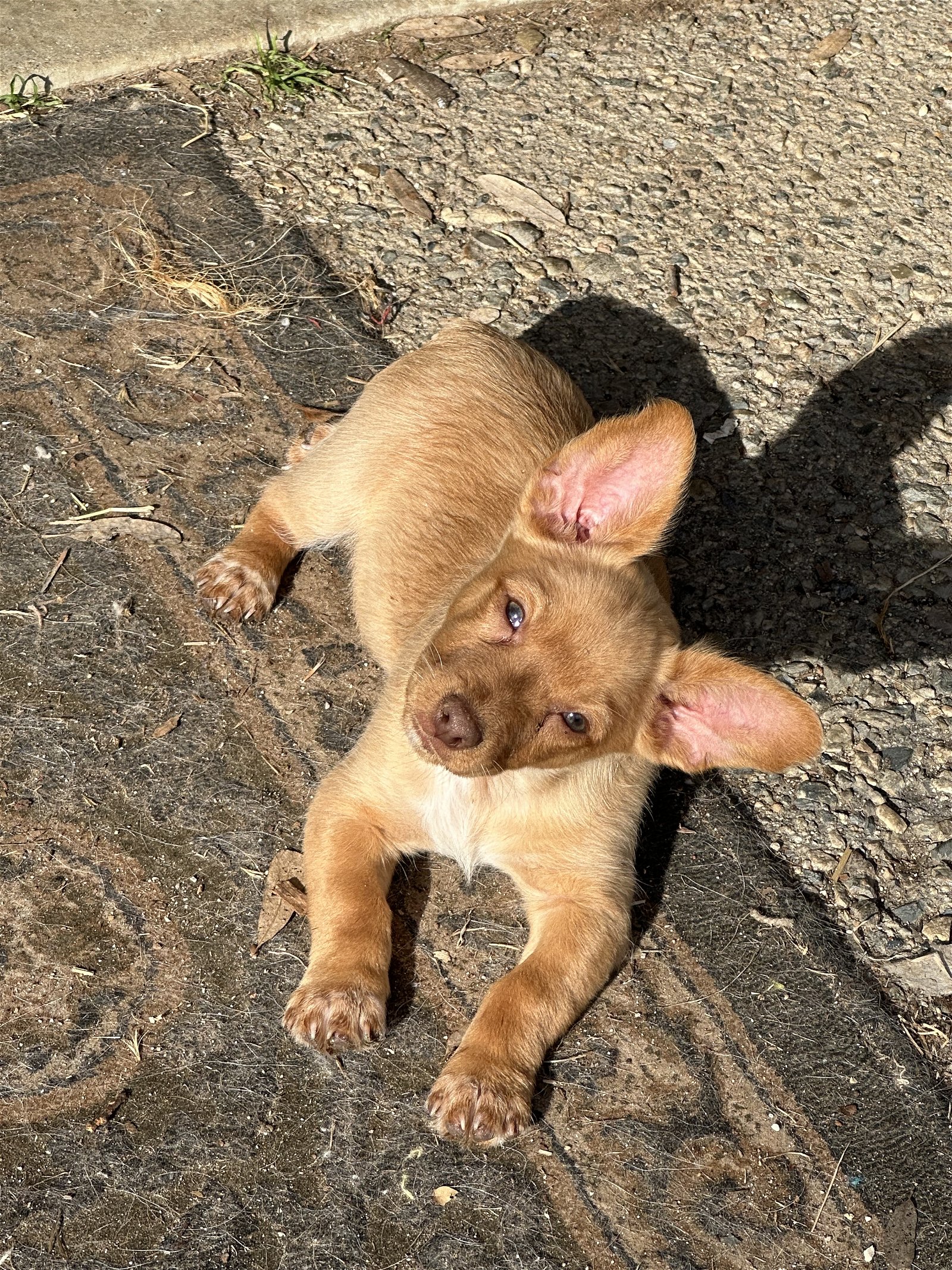 adoptable Dog in San Jose, CA named Toasty